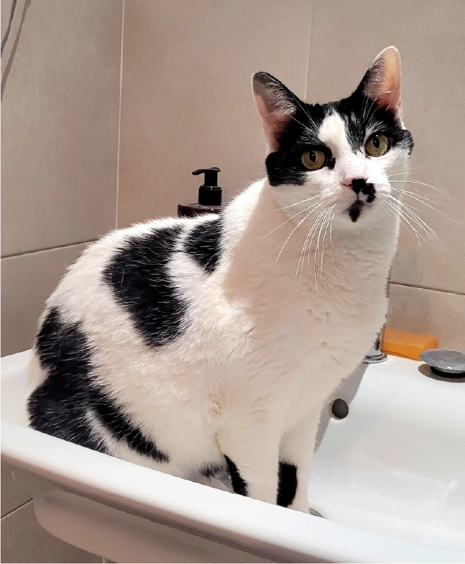 Claudia Cuidado Mascota en mi casa - Madrid - Gatos 2