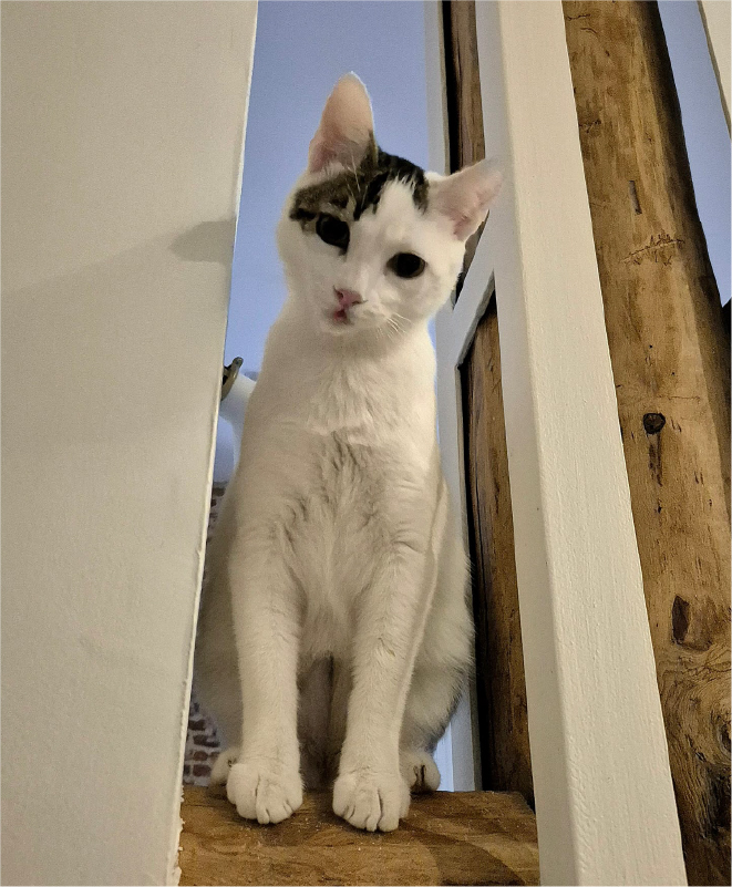 Claudia Cuidado Mascota en mi casa - Madrid - Gatos 3