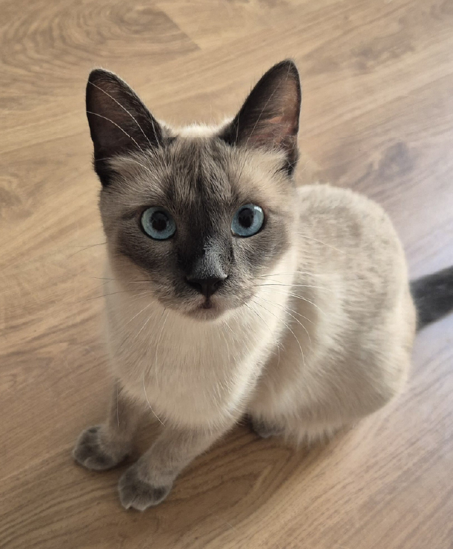 Claudia Cuidado Mascota en tu casa - Madrid - Gatos 1