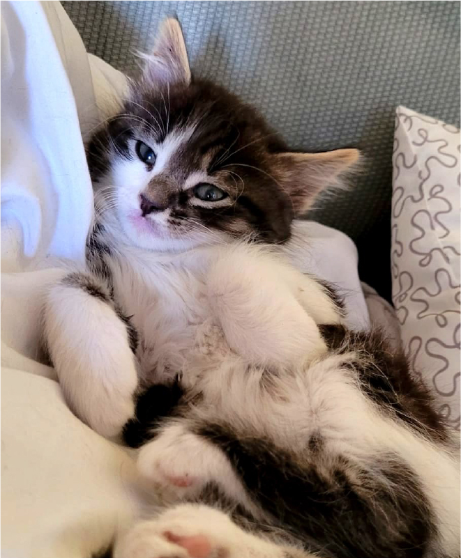 Claudia Cuidado Mascota en tu casa - Madrid - Gatos 2