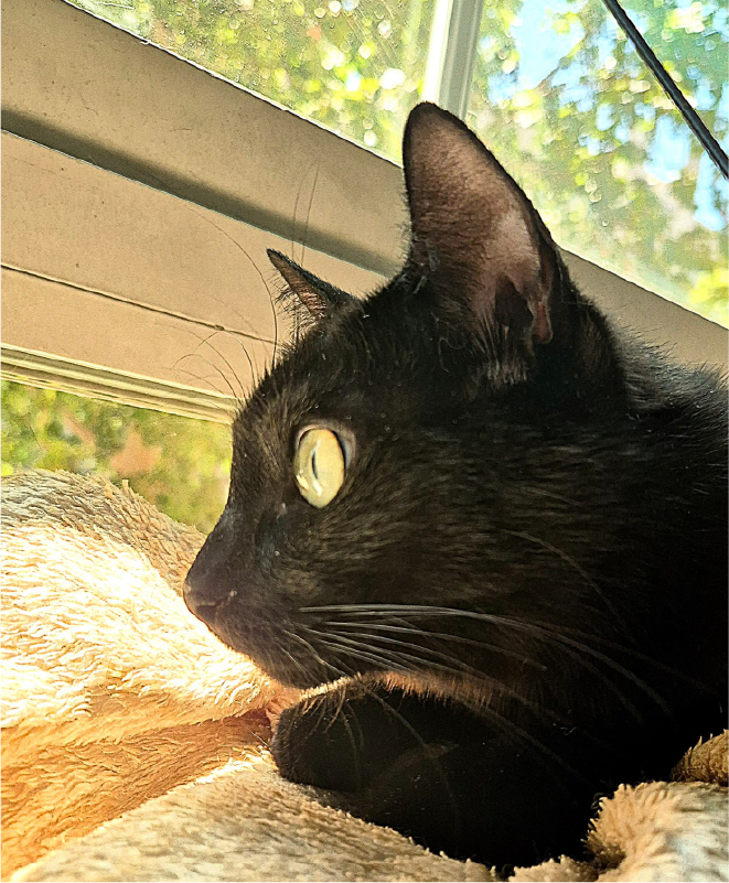 Claudia Cuidado Mascota en tu casa - Madrid - Gatos 3