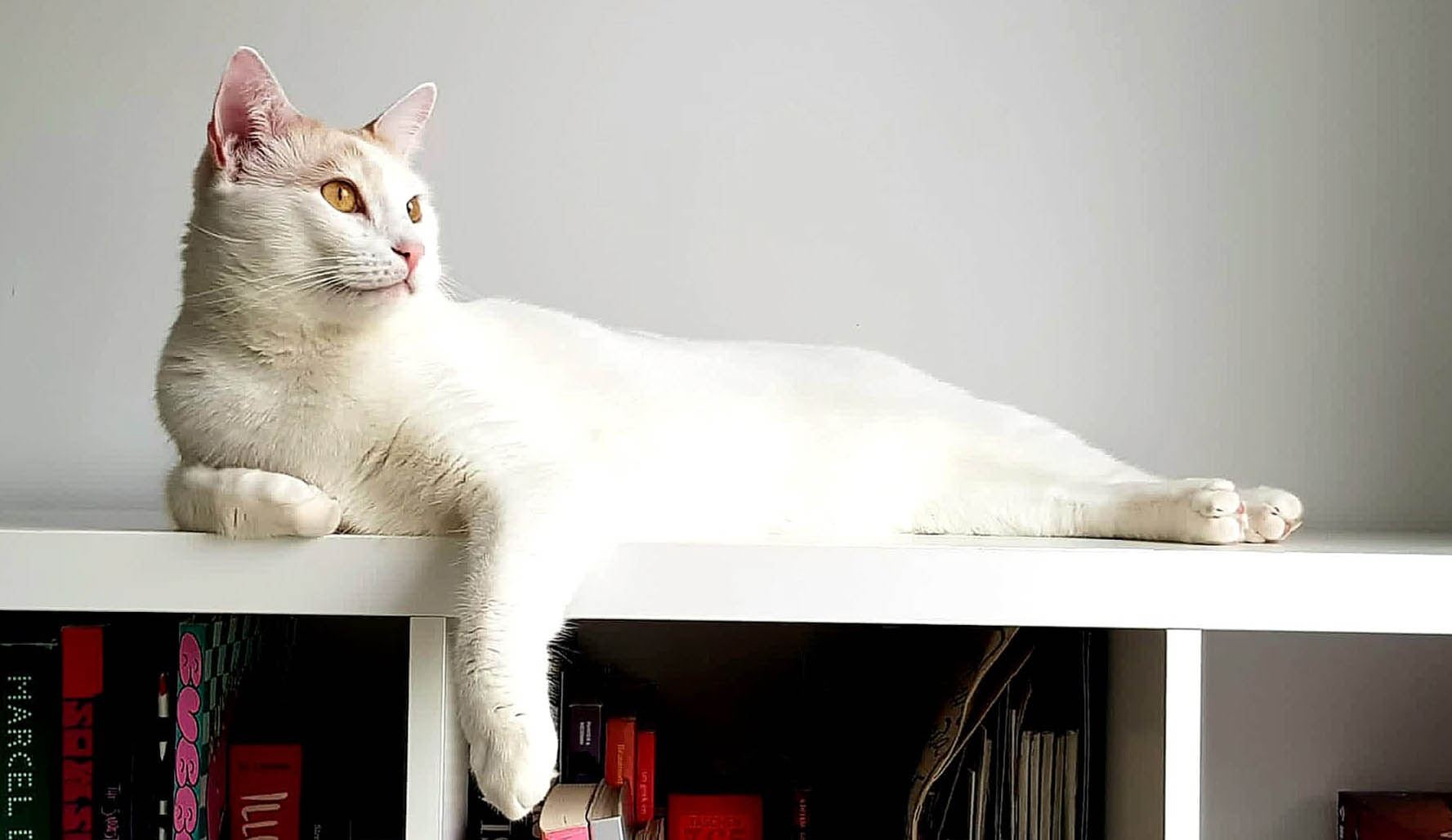 Claudia Cuidado Mascota en tu casa - Madrid - Relax