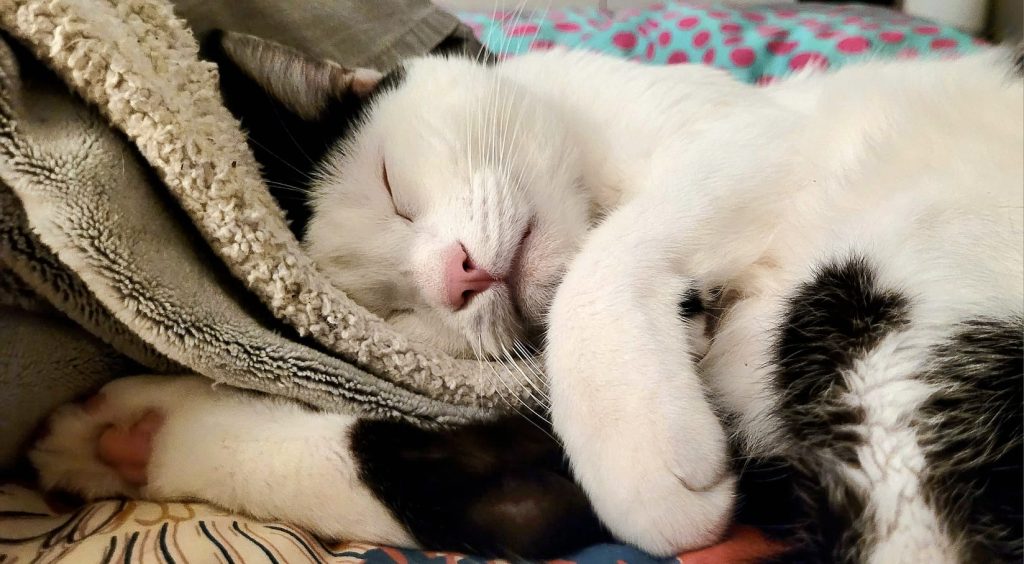 Mascotas - Gato - Claudia Cuidado Mascota Madrid