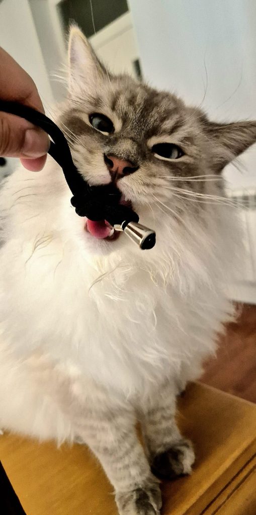 Mascotas - Gatos 1 - Claudia Cuidado Mascota Madrid