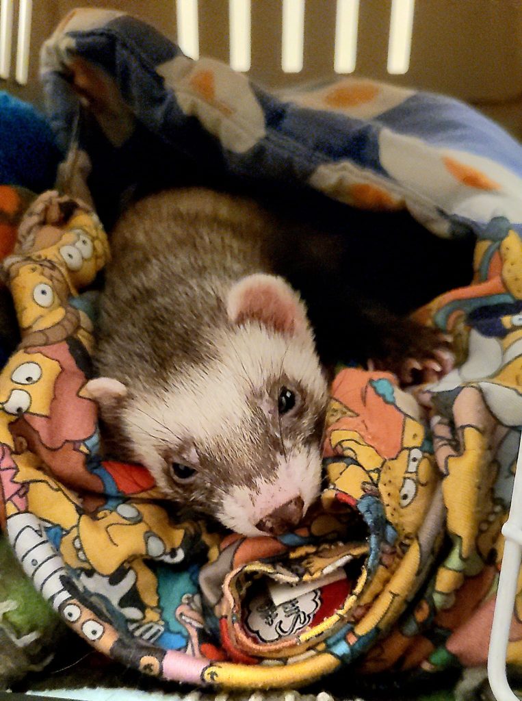 Mascotas - hurones - Claudia Cuidado Mascota Madrid