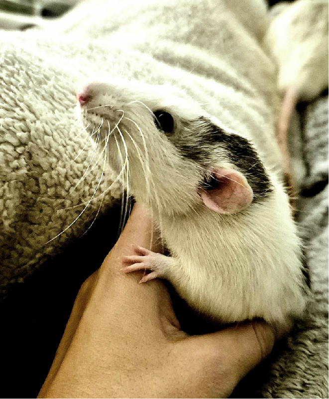 Ratas - Claudia Cuidado Mascota en mi casa Madrid