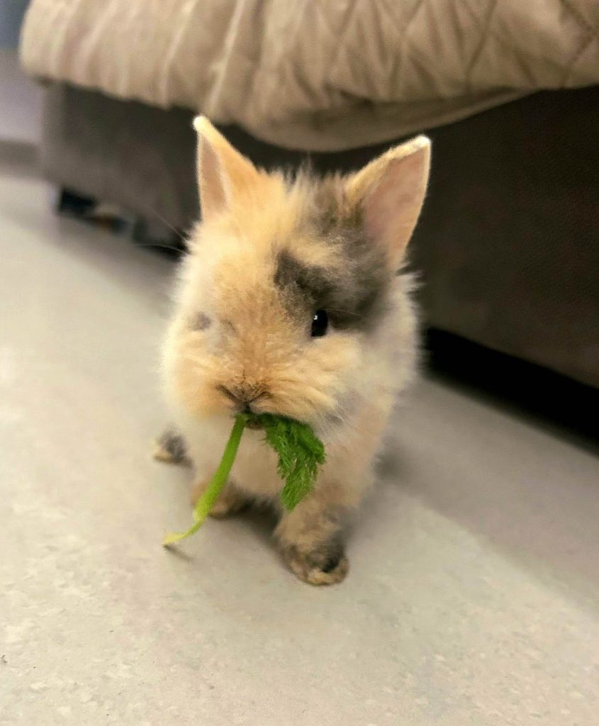 Claudia Cuidado Mascota en mi casa - Madrid - conejos 1